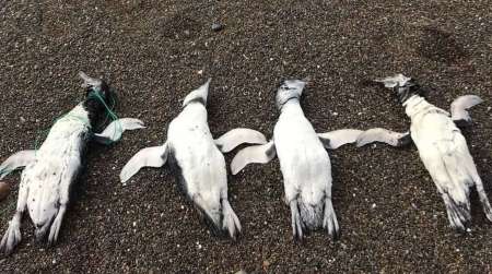 Encontraron pingüinos muertos con signos de ahorcamiento en Chubut