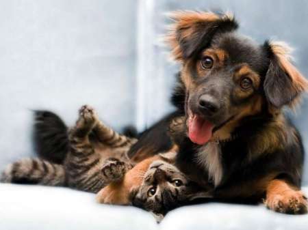 Hoy se celebra en Argentina el Día del Animal