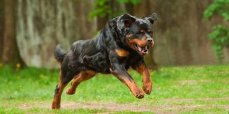 La nena mordida por un Rottweiler fue operada y evoluciona bien