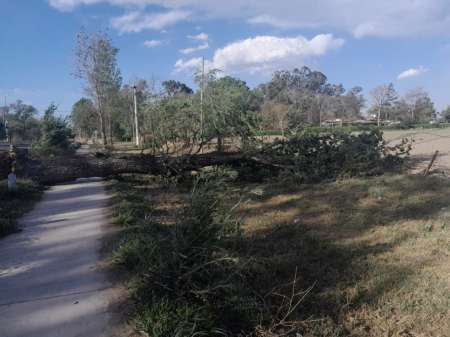 Caídas de árboles, voladura de techos y cortes de energía por los fuertes vientos en el Valle de Lerma