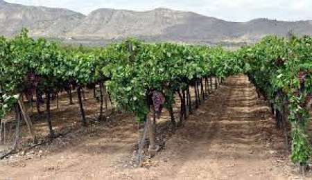 El 20% de la producción de vid en Salta fue afectada por las heladas