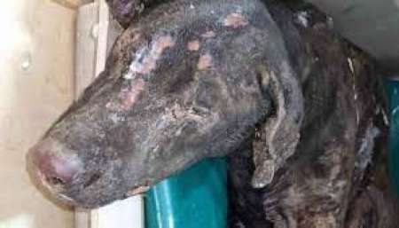 Zeus necesita ayuda después de haber sido quemado por una mujer