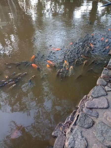 Investigan la muerte de decenas de peces en el lago del Parque San Martín