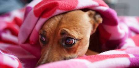 Consejos y claves para dejar a las mascotas en casa durante Navidad y Año Nuevo