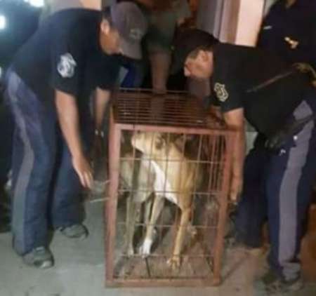 Horror en Villa Soledad: “El dueño reconoció que es el tercer animal que saca muerto”