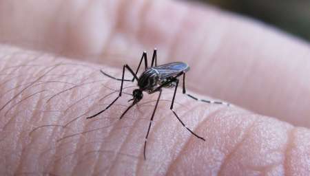 Confirmaron que circula dengue autóctono en Salvador Mazza y Aguaray
