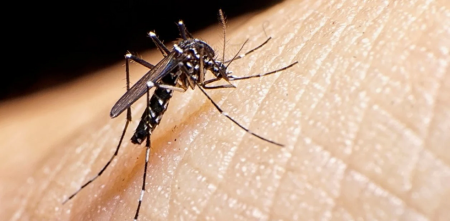 Aseguran que en Salta no hay fallecidos por dengue