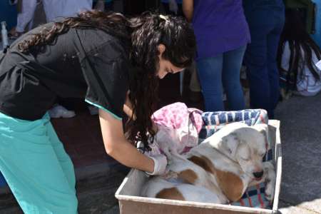 La próxima semana Bienestar Animal continuará con la vacunación antirrábica en la zona oeste alta