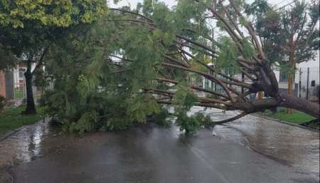 Voladura de techos y árboles caídos por la tormenta en la ciudad