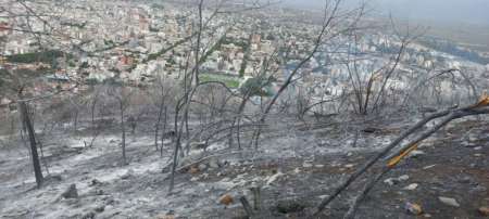Se recuperó el 60% de la vegetación quemada en el Cerro 20 de febrero