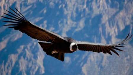 Salta tendrá santuarios de cóndor andino para su protección