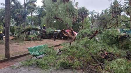 El sábado cayó un árbol en la Plaza 9 de Julio