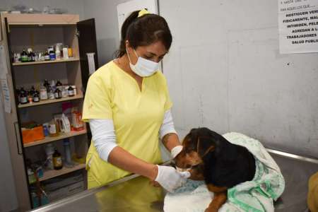 Los turnos para castración se brindan solo de manera presencial