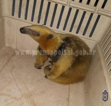 Encontraron a un oso melero en plena zona urbana de San Luis