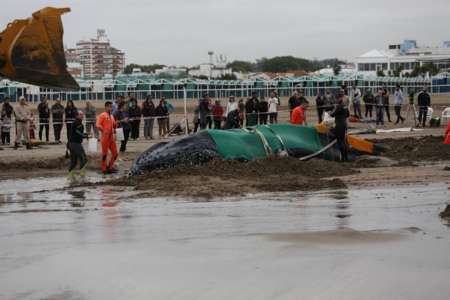 Murió la ballena que estaba encallada en Punta Mogotes