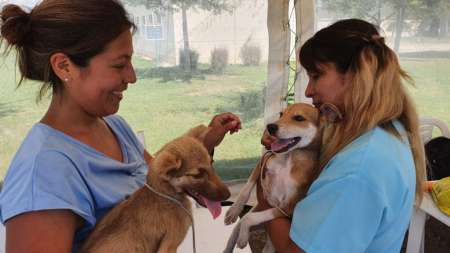 La Municipalidad desmintió que exista un proyecto para el retiro de animales en situación de calle