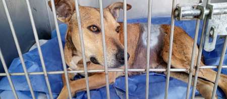 Bienestar Animal atendió a un perro que fue apuñalado en zona sureste