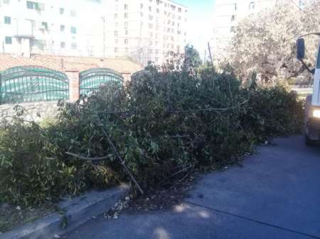 Advierten sobre los riesgos de la poda indebida o abusiva