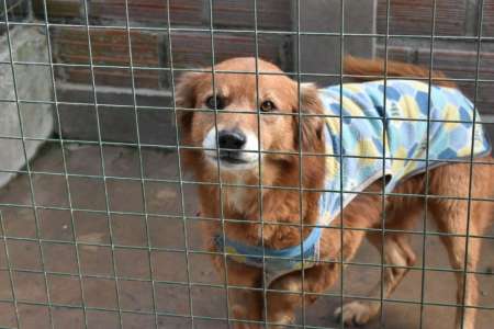 Se conmemoró el Día Internacional del Perro Callejero en el Centro de Adopciones “Nicolás Mansilla”