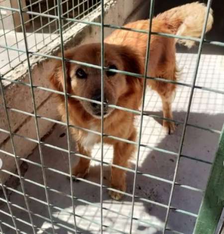 Son 13 los perros peregrinos abandonados durante el Milagro: buscan adoptantes