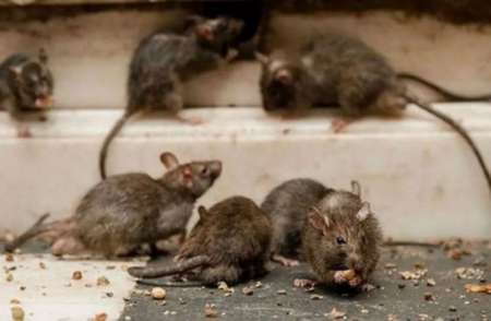 Alerta por la confirmación de 3 casos de hantavirus en Irigoyen