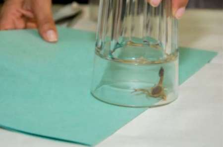 Se inició una campaña de recolección de alacranes vivos para la elaboración de suero antiescorpiónico