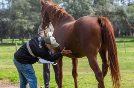 En Salta no se registraron casos de encefalomielitis equina