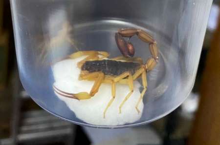 Enviaron desde Salta 50 alacranes al Instituto Malbrán para elaborar suero antídoto