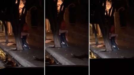 Fueron a bailar y terminaron teniendo sexo contra un árbol