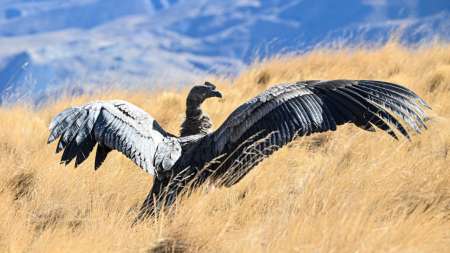 Liberaron un cóndor andino en Piedra del Molino