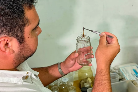 Zoonosis ya envió 100 alacranes al Instituto Malbrán