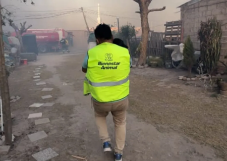 Rescataron 15 animales de los incendios