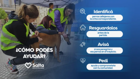 Bienestar Animal: identifican a perros callejeros