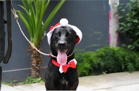 Nueva jornada de adopción