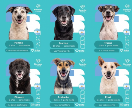 Con la campaña mundialista se lograron concretar 9 adopciones