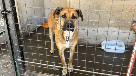 Rescataron 35 animales extraviados durante el Milagro