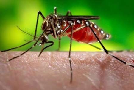 Confirman que son 13 los casos de zika en Salta