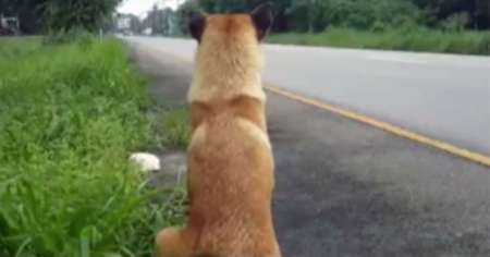 Perro murió esperando a su familia donde lo abandonaron