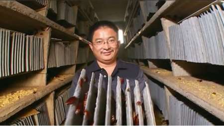 Fábrica de cucarachas para pócima es furor en China