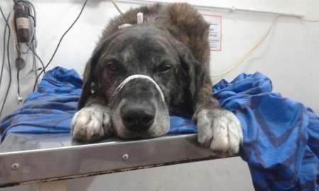 Hallaron un perro recién operado en un microbasural