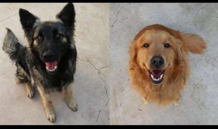 ¿Por qué se celebra hoy el Día del Animal?