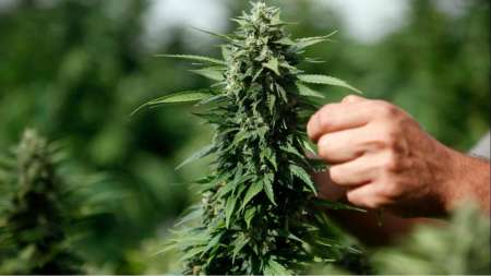 Cannabis medicinal: un centenar de familias salteñas cultivan en la clandestinidad