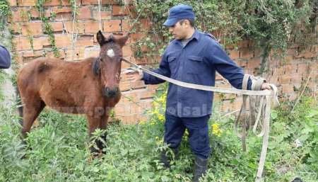 La Policía rescató a 9 caballos que era maltratados y estaban atados a un árbol