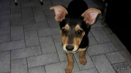 Córdoba: mató de un tiro a la perra del vecino porque creyó que le había comido el asado