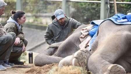 Murió Pelusa, una de las últimas elefantas en cautiverio en el país: tenía 52 años