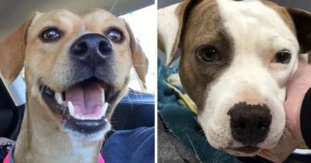 Bestia alquilaba sus perritas a violadores