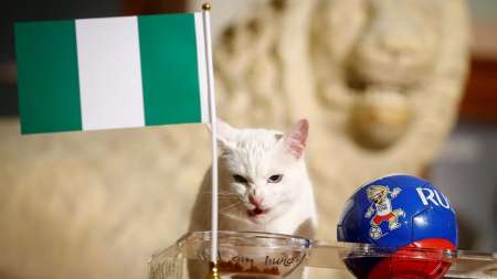 El gato Achilles pronosticó que Nigeria le gana a la Argentina y la saca del Mundial
