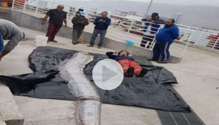 Temor en los pescadores de Iquique por la captura de una extraña especie marina que mide cinco metrosa