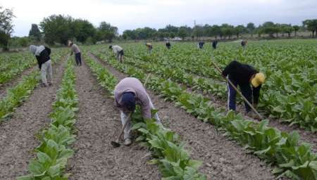 Trabajadores rurales de Salta se movilizarán mañana por el Intercosecha y el Salario Social