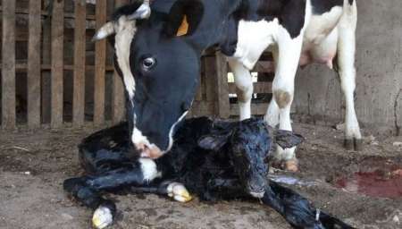 La Justicia hizo honor al refrán: "Mía la vaca mío el ternero".